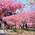 【 3/9~11 】梨山.梅峰農場.清境.福壽山 (賞櫻)3日遊