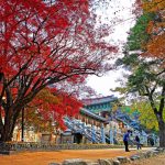 【 2025/11/15~11/19】釜山+慶洲賞楓5日(無購物)