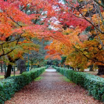 【 2025/11/29~12/04】京都、奈良、滋賀、天橋立、嵐山(賞楓) 6日遊