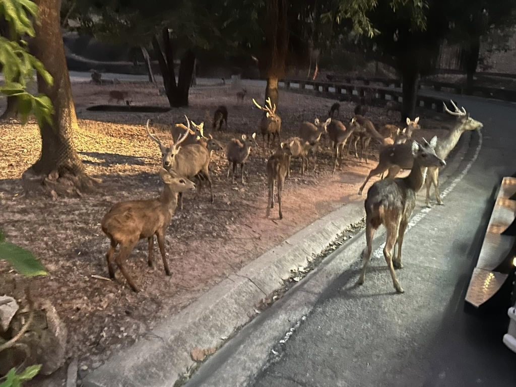 480432167 949819643967693 2114235569999900626 n