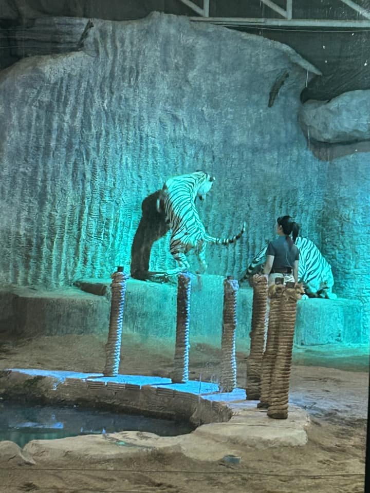 480813125 949816740634650 7760165899932583293 n